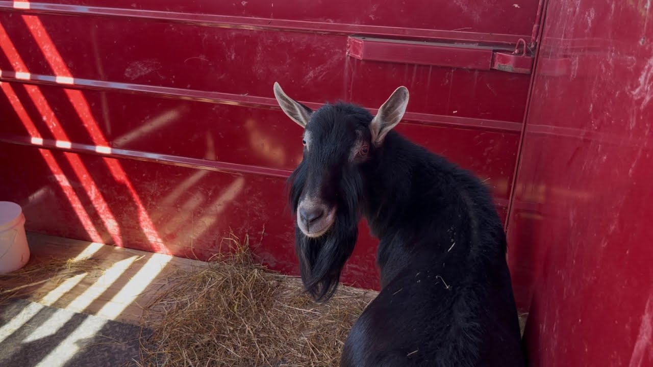 How much money did our goat sell for at auction?