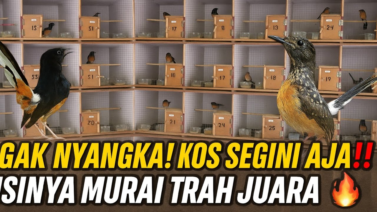 GAK NYANGKA‼️KIOS KECIL INI JUAL MURAI TRAH NASIONAL & PRESTASIAN GANTANGAN MASTERPIECE🔥