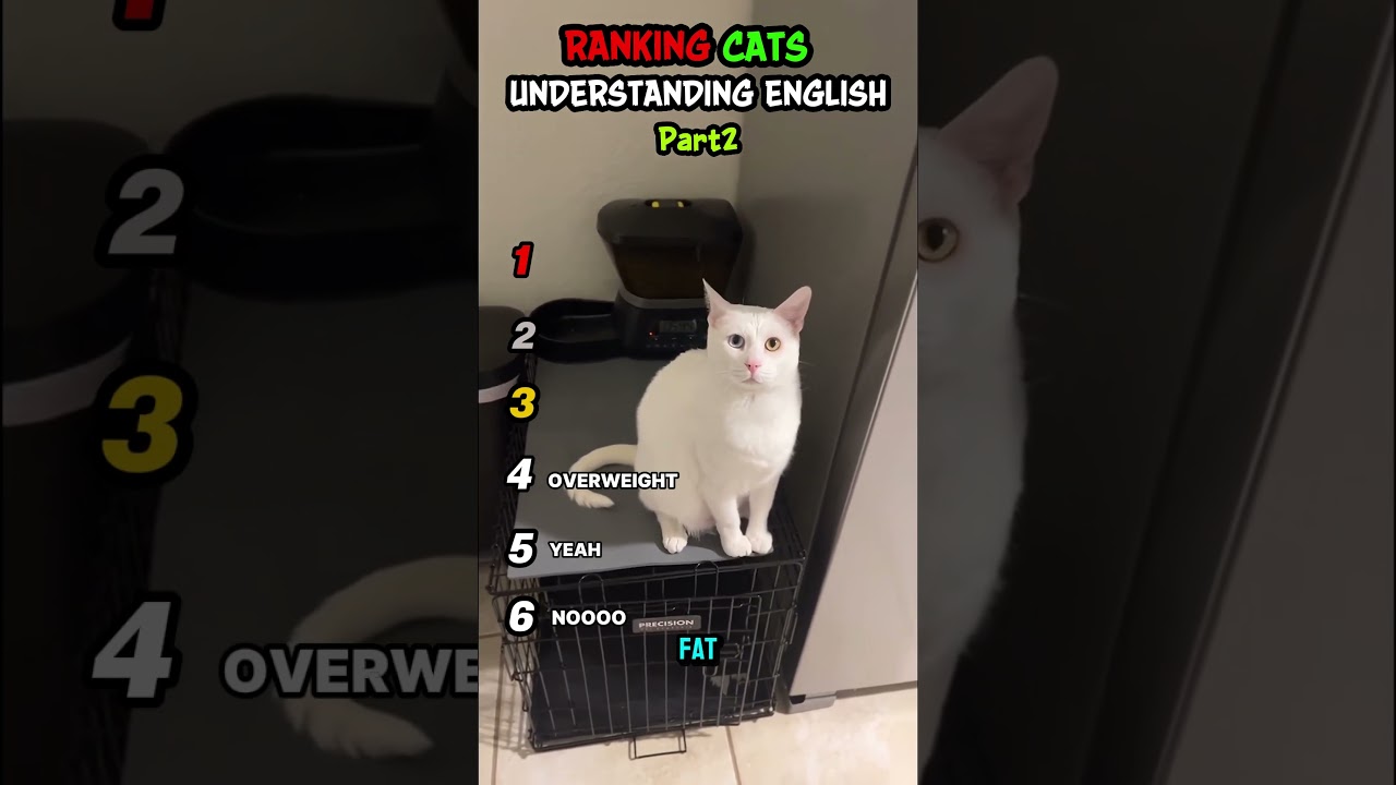 Ranking Cat Understand English Part2