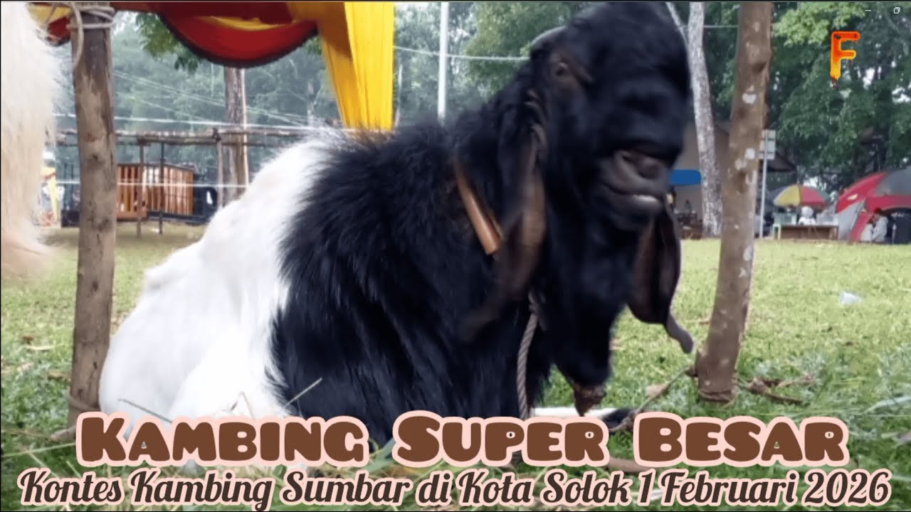 Kambing Super Besar, Kontes Kambing Sumbar di Kota Solok