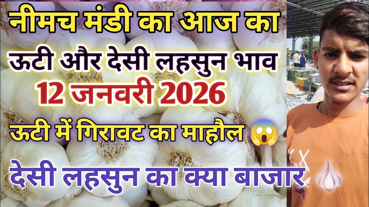 ऊटी और देसी लहसुन का भाव | आज का लहसुन भाव | Neemuch Mandi ka lahsun bhav | Lahsun bhav