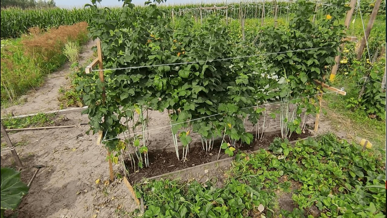 Jak zadbać o maliny letnie po zebraniu owoców