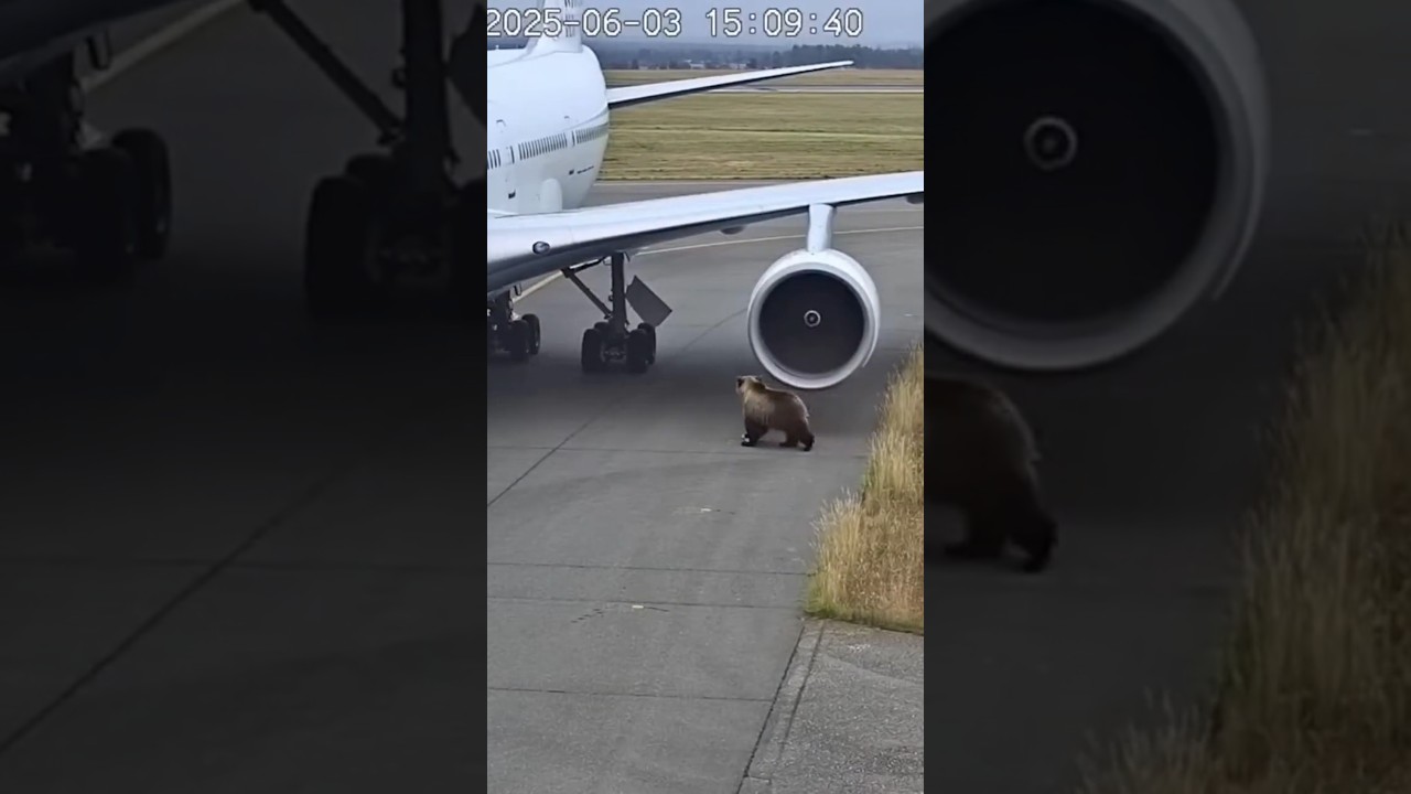 Bear vs. Boeing 747 Jet Engine: INSTANT REGRET ✈️💨