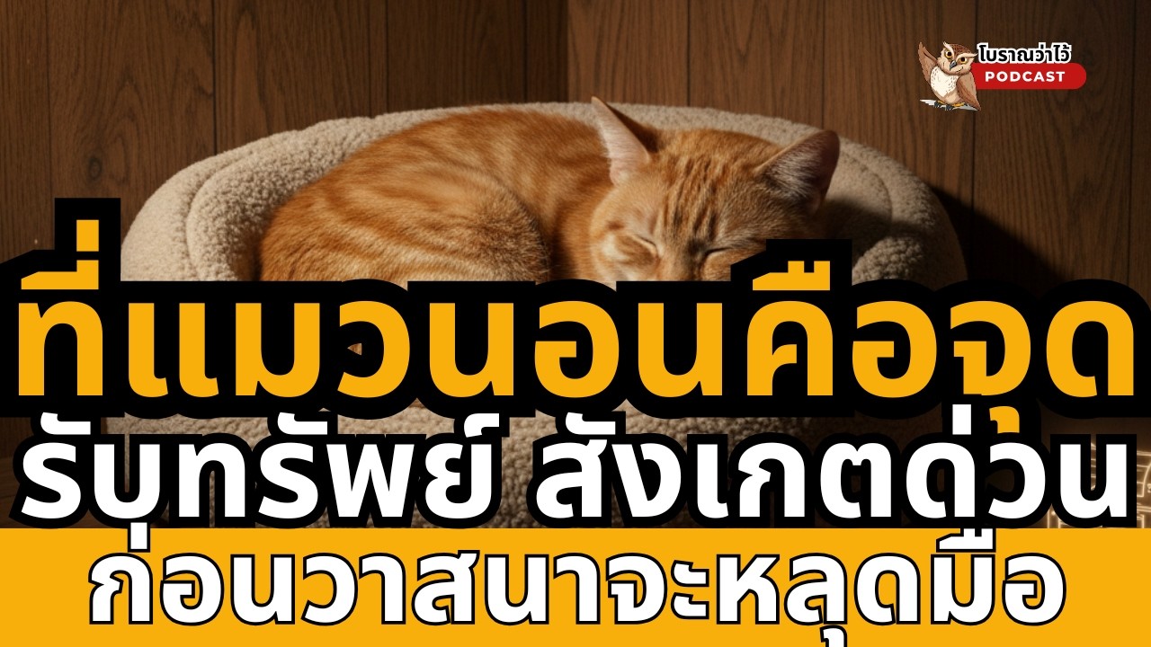 ที่แมวนอนคือจุดรับทรัพย์ สังเกตด่วนก่อนวาสนาจะหลุดมือ |โบราณว่าไว้