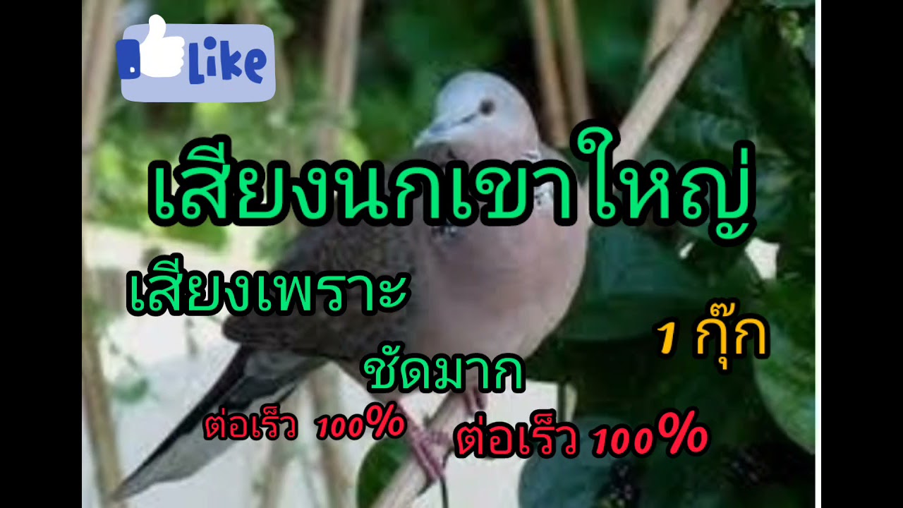 เสียงต่อนกเขาใหญ่ รับรองไม่ผิดหวัง 1กุ๊ก เสียงดี ต่อเร็ว 100%  @สิงโตลูกพ่อแม่