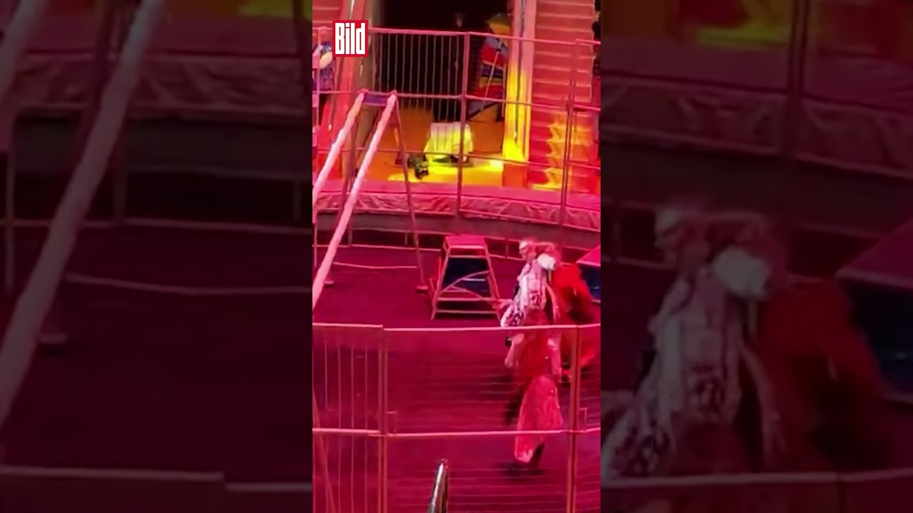 Plötzlich rasten alle Löwen aus 