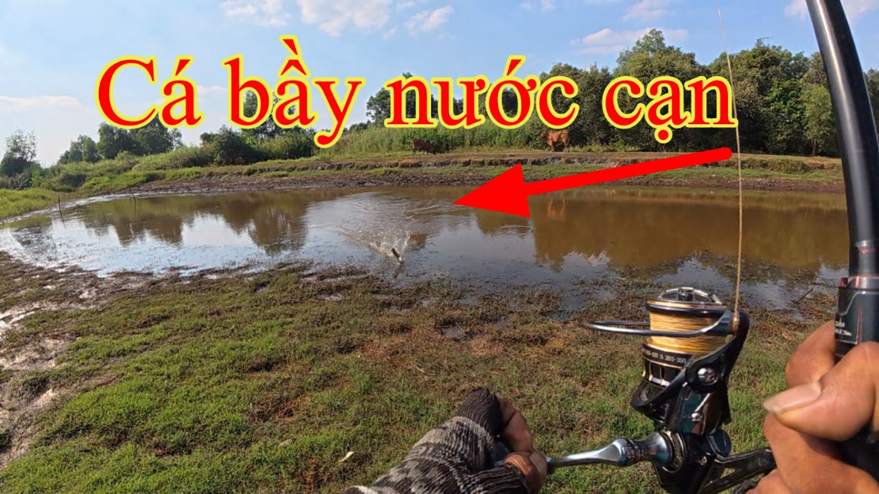 C&acirc;u c&aacute; l&oacute;c dạo gặp được bầy v&agrave; c&aacute;i kết #126  #nguyễnsangtv
