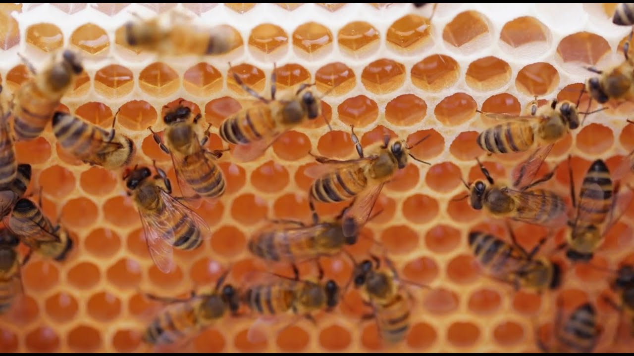 Ça pousse au Fenua, le Doc : L'apiculture au naturel