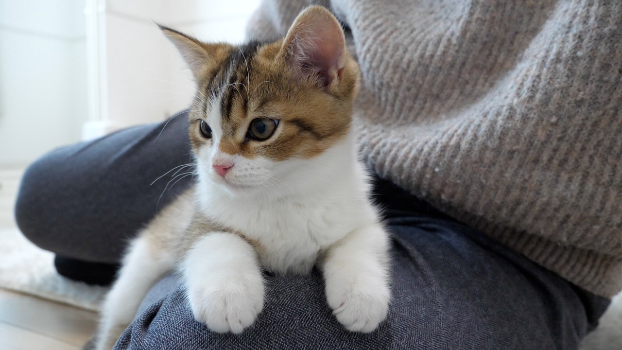Kitten Nico envious of the baby kittens being licked by Lili the cat!
