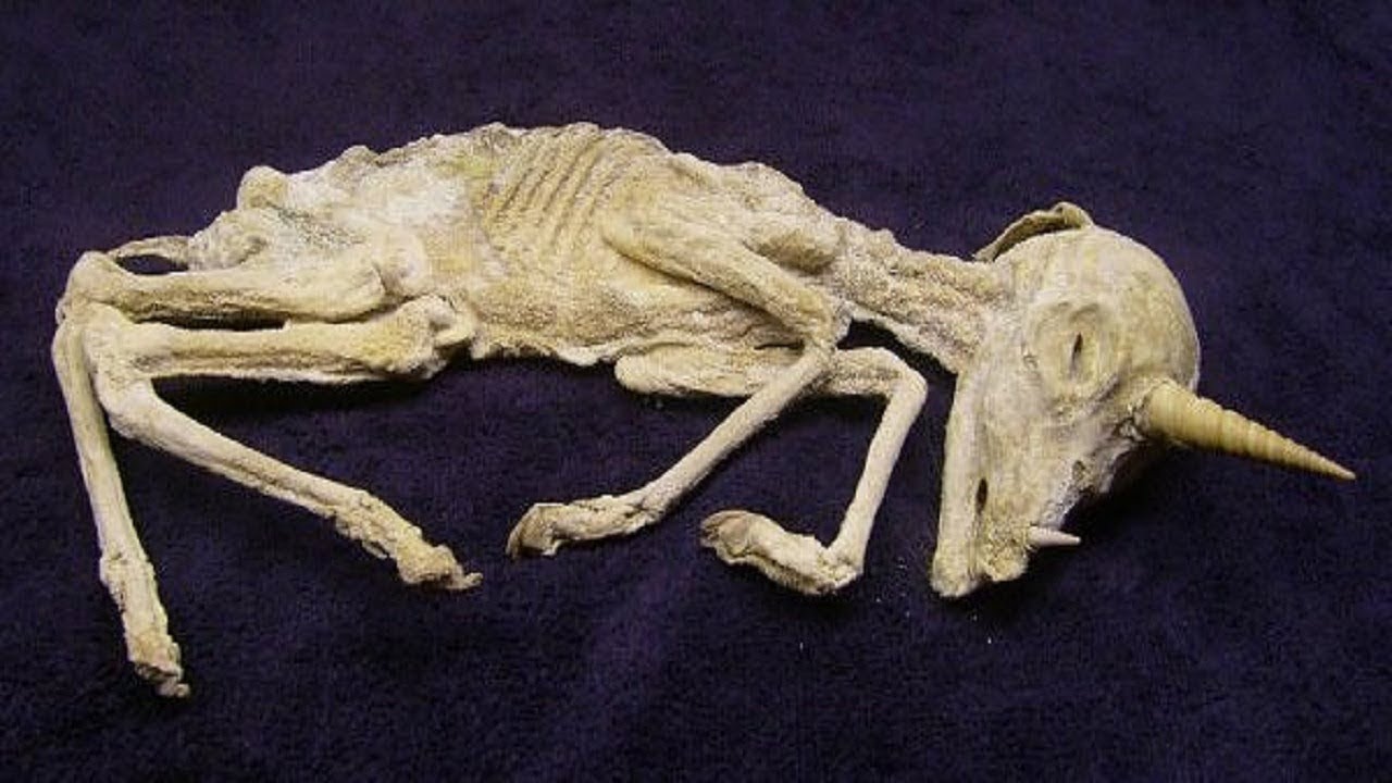 20 Creatures Mythiques Qui Existaient Reellement Dans La Vraie Vie