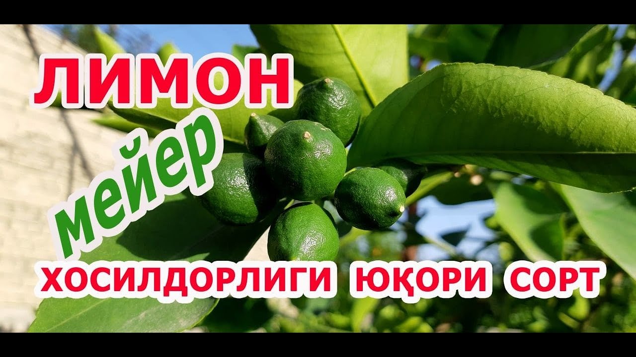 Лимон дарахтимиз, Мейер сорти. Май ойидаги кўриниши. Манзил: Қўқон.      (99) 700 40 40