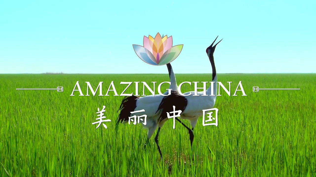 Amazing China: The Longevity Bird| CCTV English