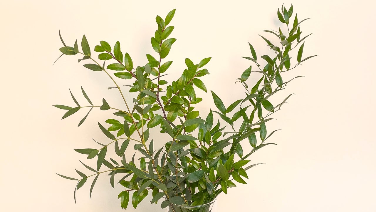 Foliage Storage