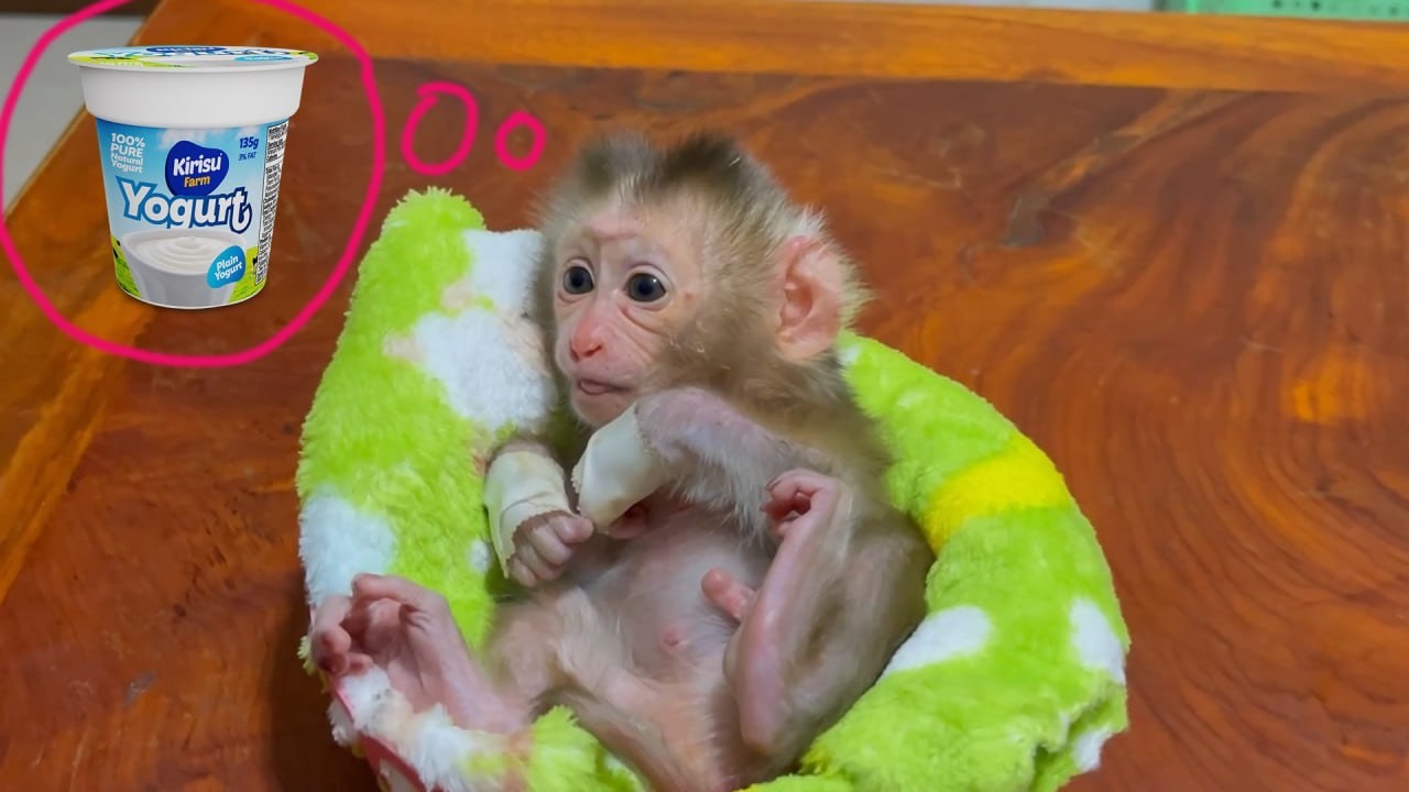 Naugh-Ty Baby Monkey Yuri So Excited Watching Mom bringing Her A Yogurt