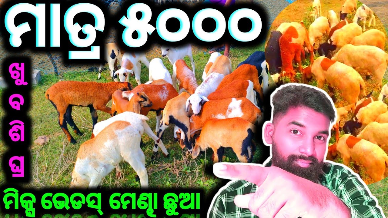 ନୟାଗଡ଼ରେ ବହୁତ ଶସ୍ତାରେ ମେଣ୍ଢା ଛୁଆ//Cheapest price for sheep kids selling @Bhaskardipufarmingvlogs 