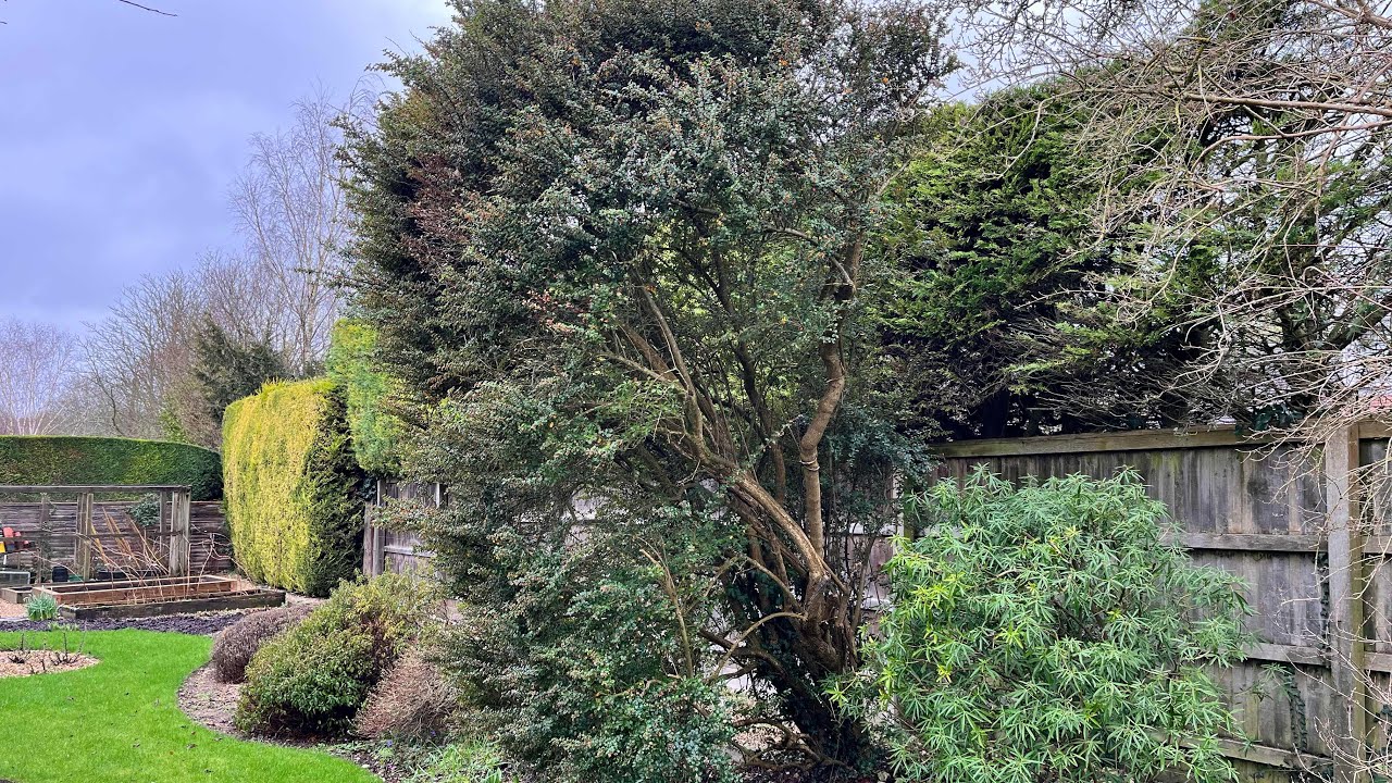 Very Large Berberis gets a Hard prune (tidying Hellebore’s)