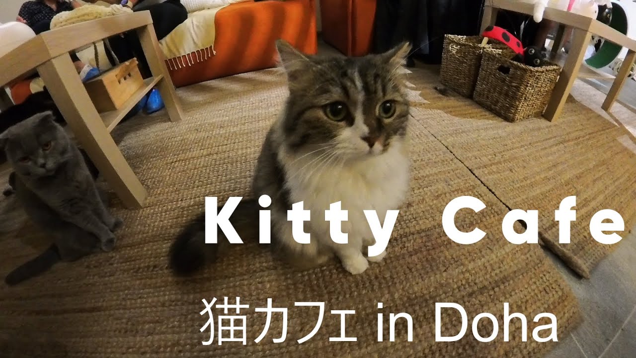 [カタールさんぽ] Kitty Cafe [猫カフェ]
