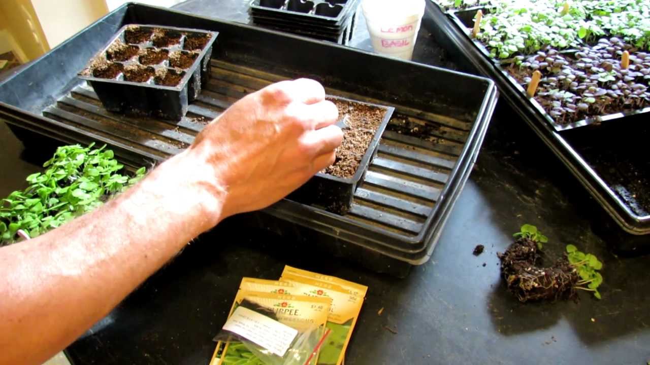 TRG 2012: How to Start 7 Kinds of Basil in Seed Cells