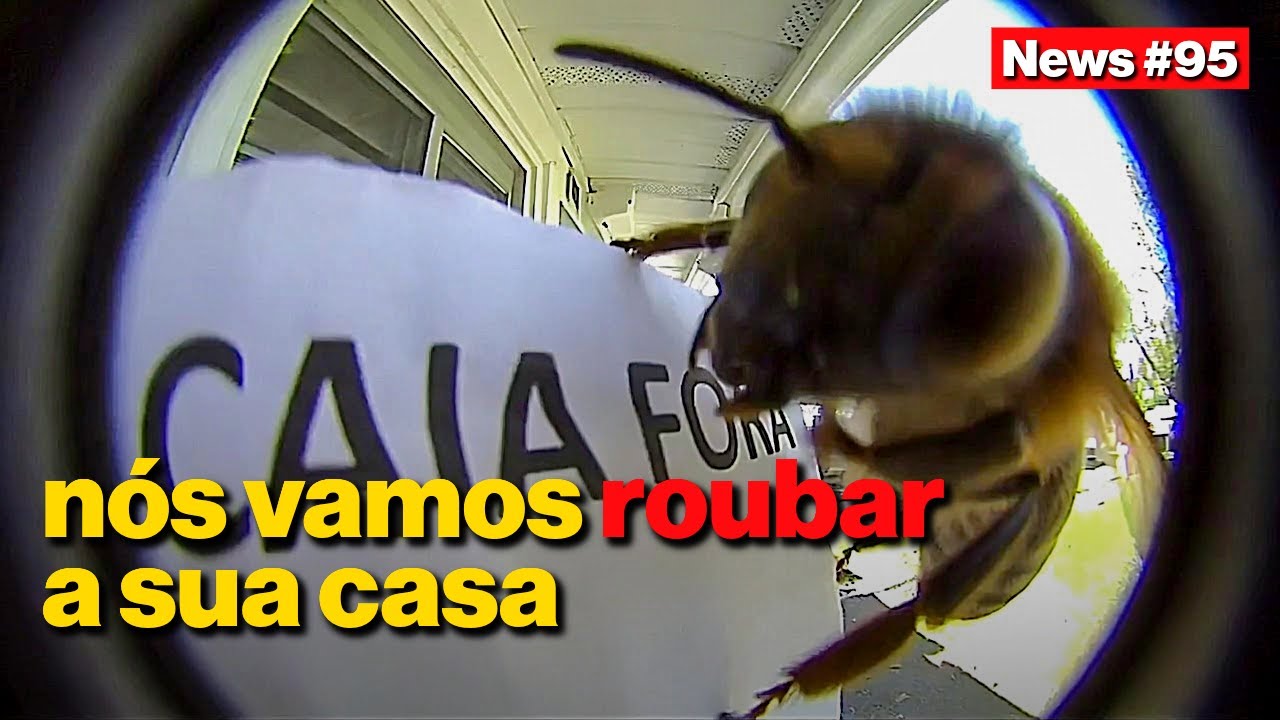 Você vai perder a sua casa para os insetos | News 95 part. MADIM