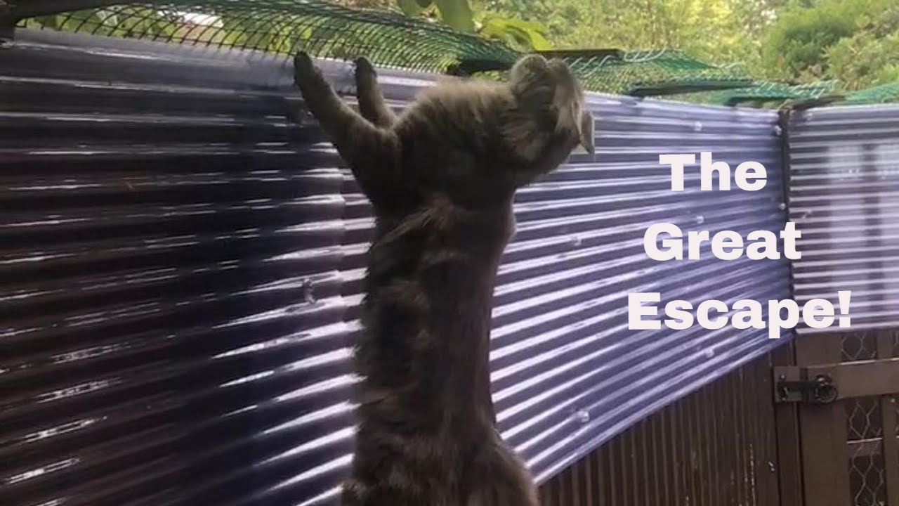 Cat proof fence they said!  