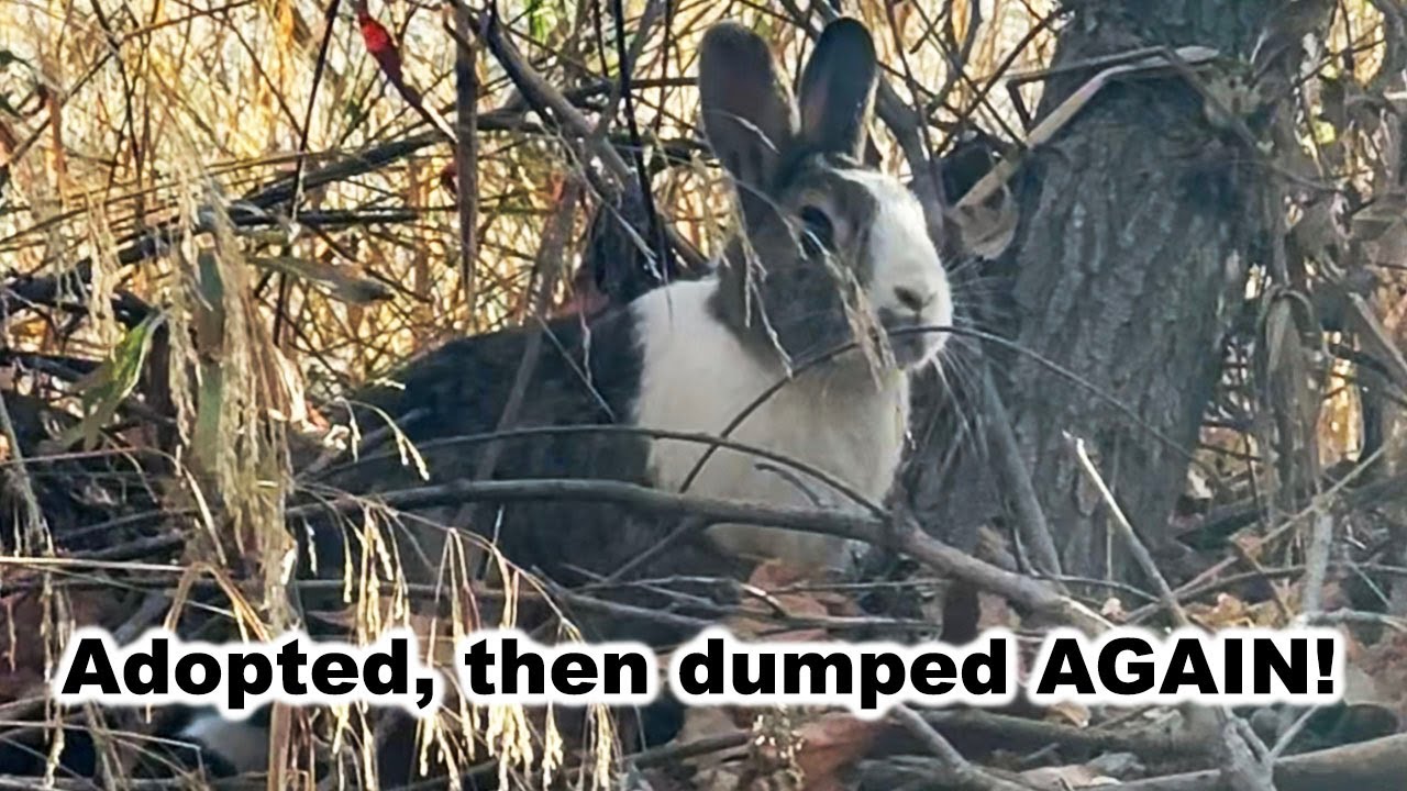 Pet bunny is thrown in the woods after being adopted at the shelter 💔💔 Heartbreaking story 💔