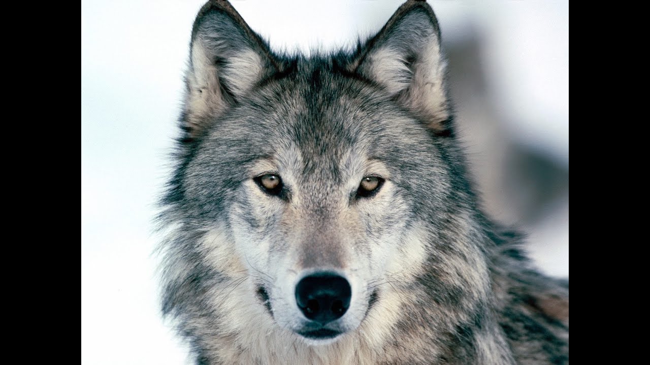U2 - Raised By Wolves