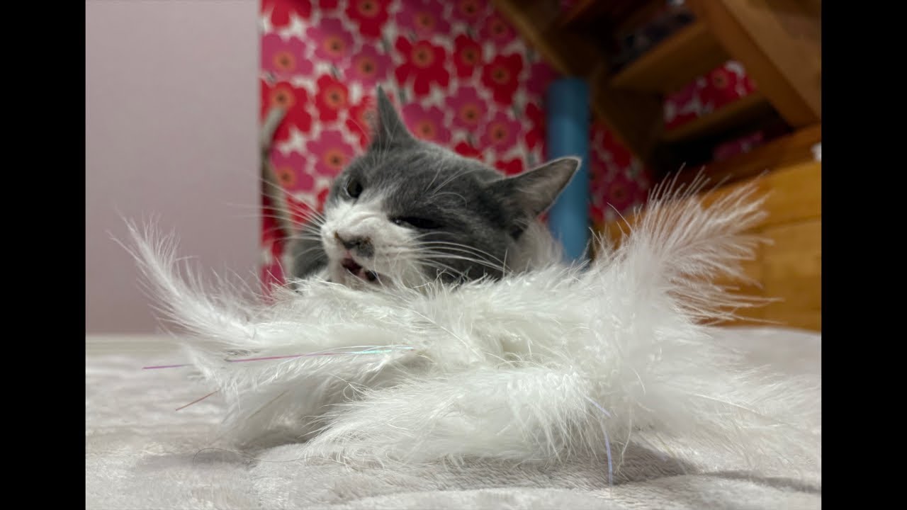 猫とJazz〜マリメッコ部屋からライブ配信
