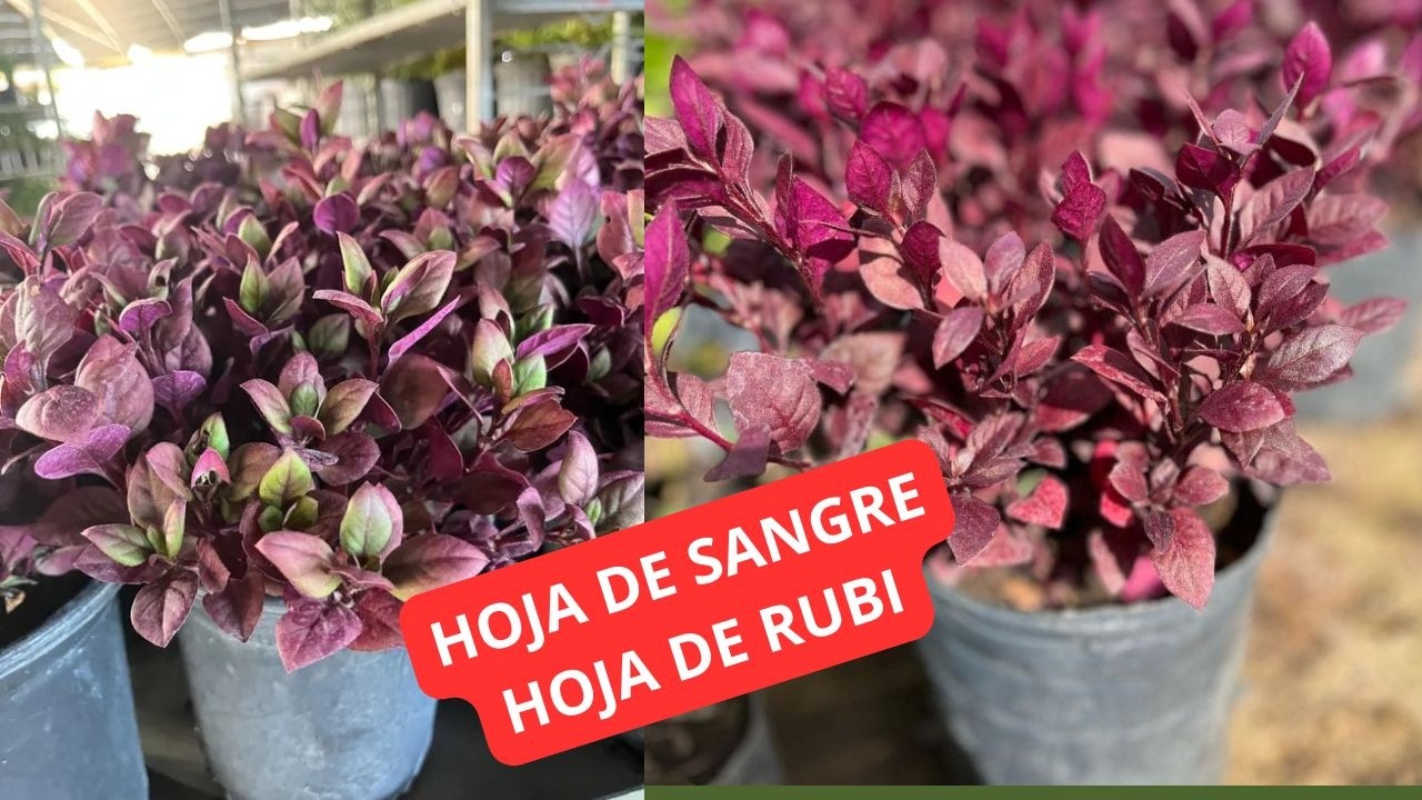 PLANTA alternanthera - cuidados consejos