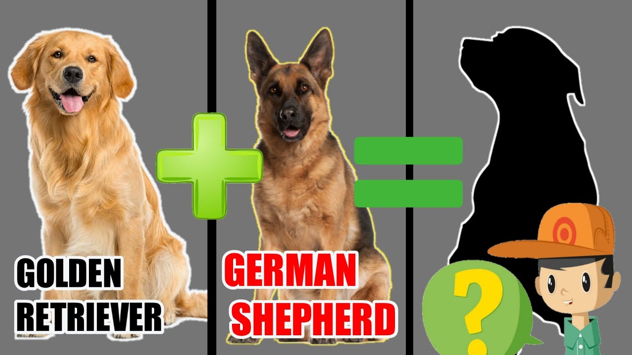 10 New Incredible Mixed Cross Hybrid of Golden Retriever /Finest cross breeds of Golden Retriever