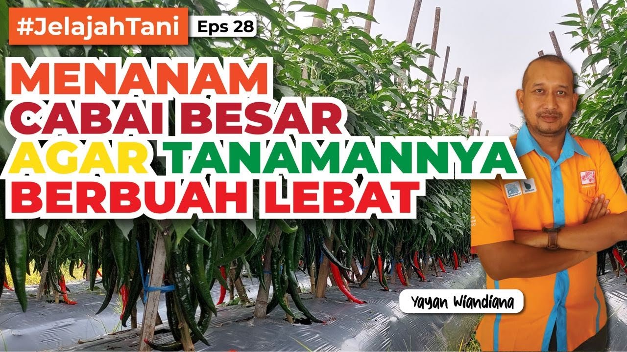 HEBAT ❗❗❗BISA PANEN CABAI YANG BESAR2 & LEBAT - Petani Tasikmalaya | BAPAK LANI - Jelajah Tani #28