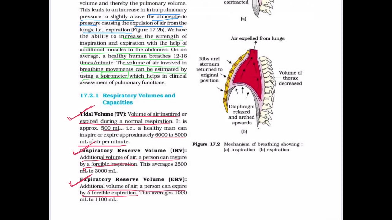 Class-11th Biology Ch-17 Breathing & Exchange of Gases Part-2