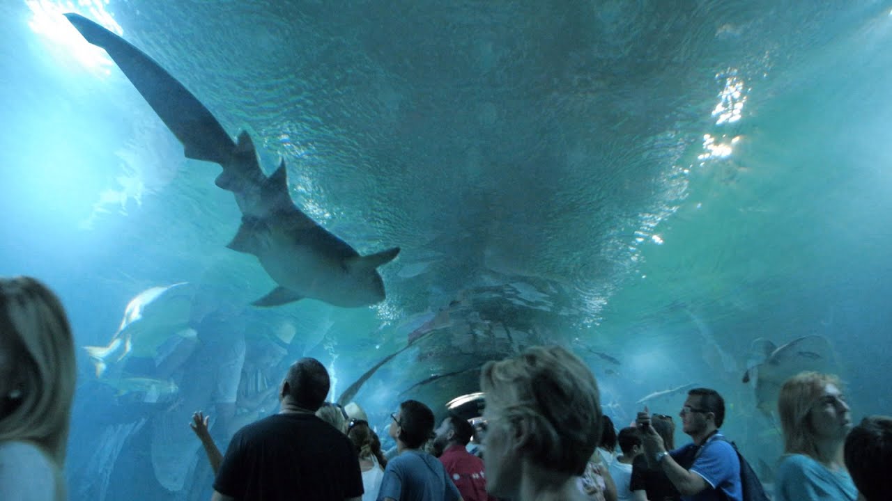 Nel tunnel degli SQUALI! - Oceanografico di Valencia
