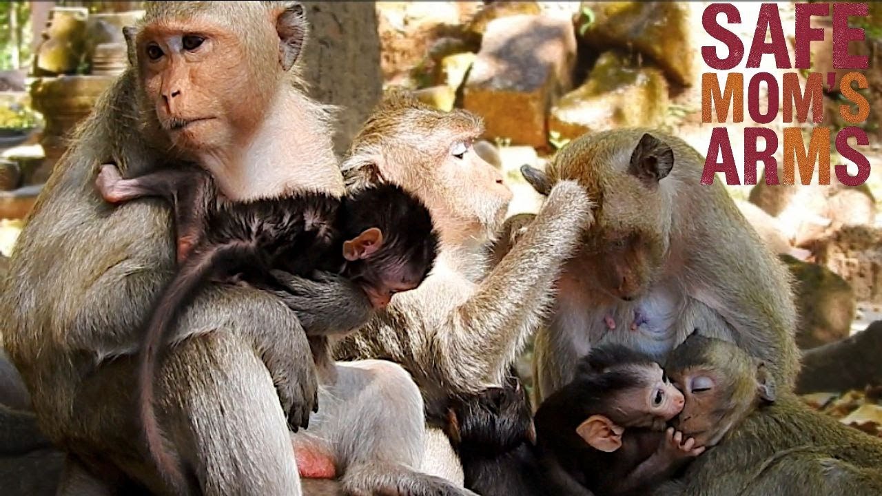 Tender Bond Newborn Baby Monkey and Mother’s Loving Care