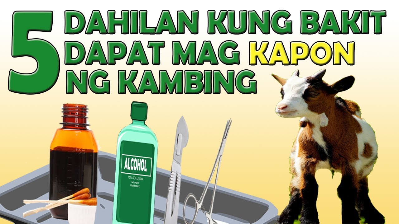 5 na DAHILAN kung bakit DAPAT Mag-KAPON ng KAMBING