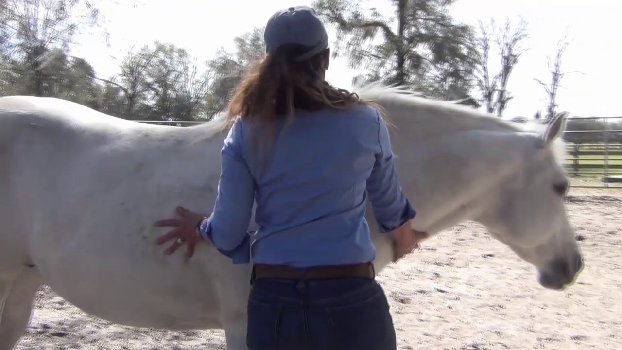 How to Teach Your Horse to Pick up Their Feet