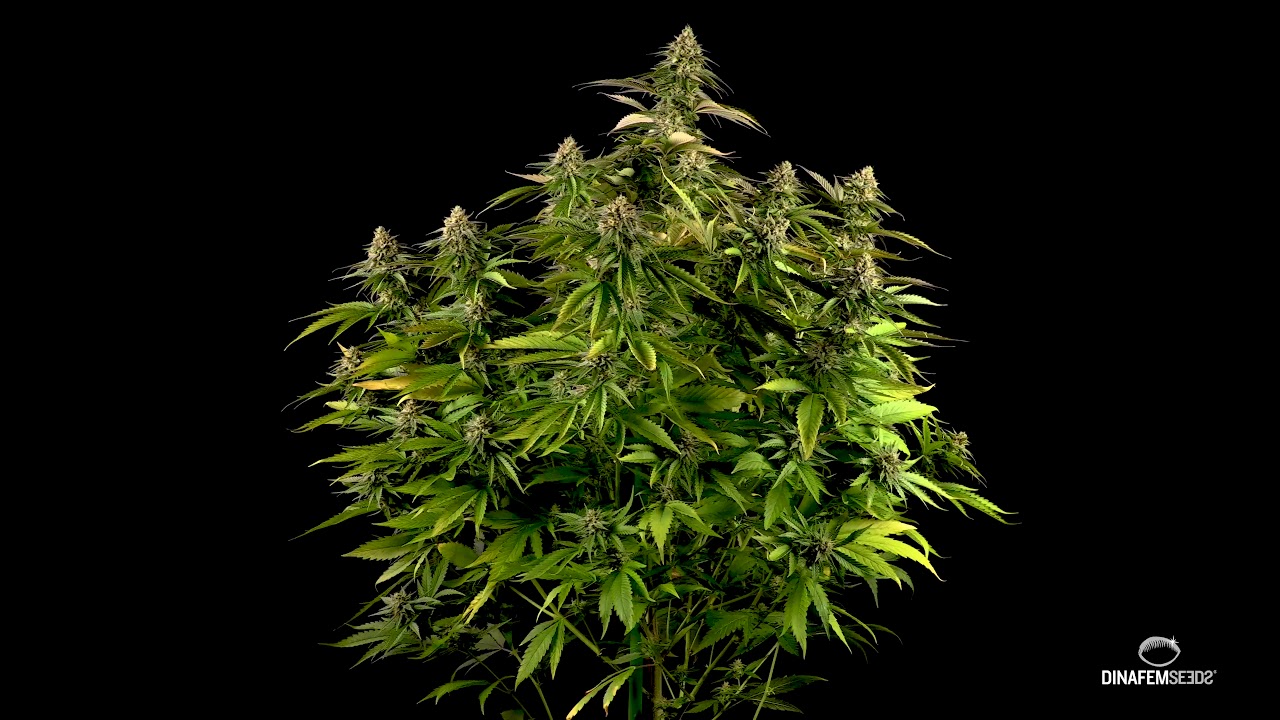 SOUR ORANGE, a new strain that results from the collaboration between DINAFEM SEEDS / THCbd