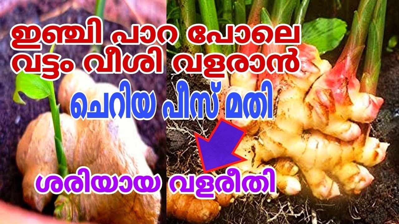 പെട്ടെന്ന് ഇഞ്ചി വലുതാവാൻ പുതിയ വഴികൾ Inchi Krishi Malayalam