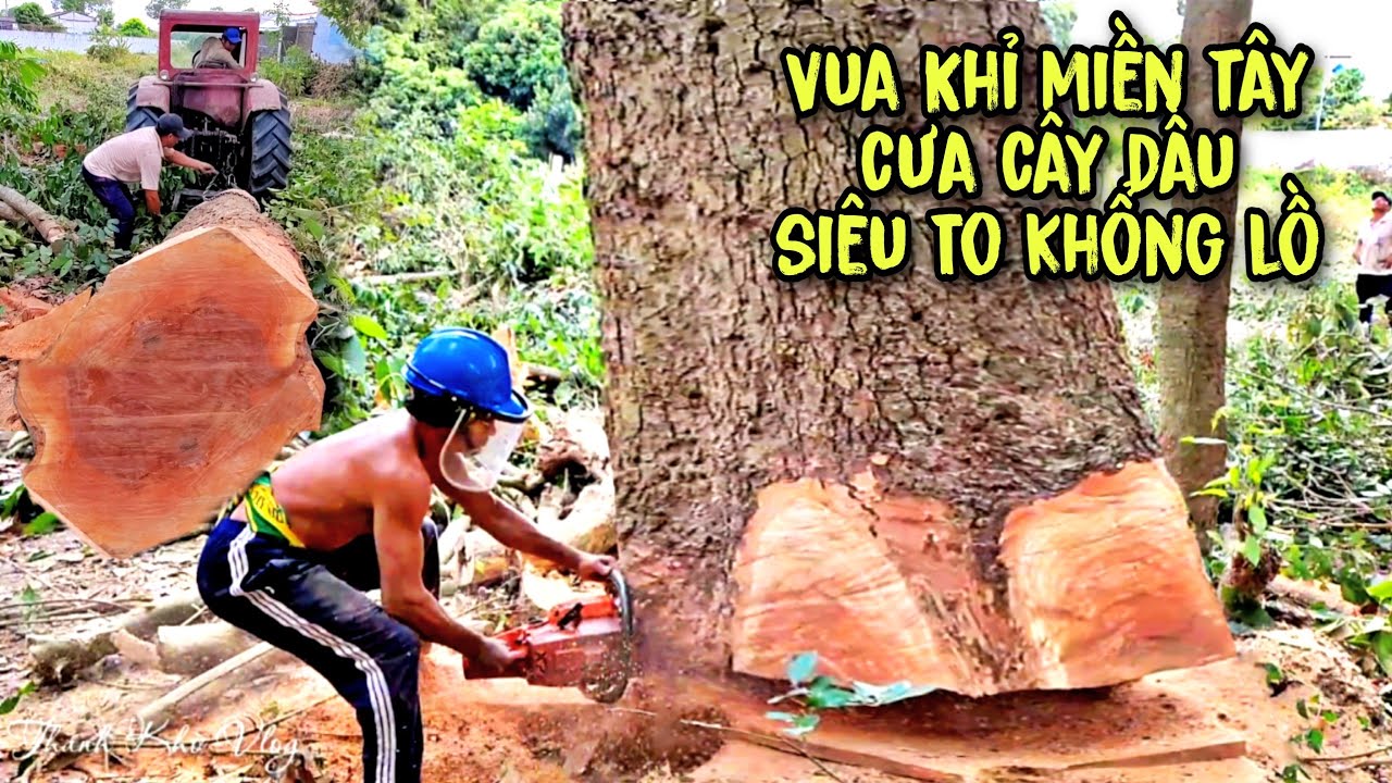 VUA KHỈ CƯA CÂY DẦU SIÊU KHỦNG Ở TRÀ VINH