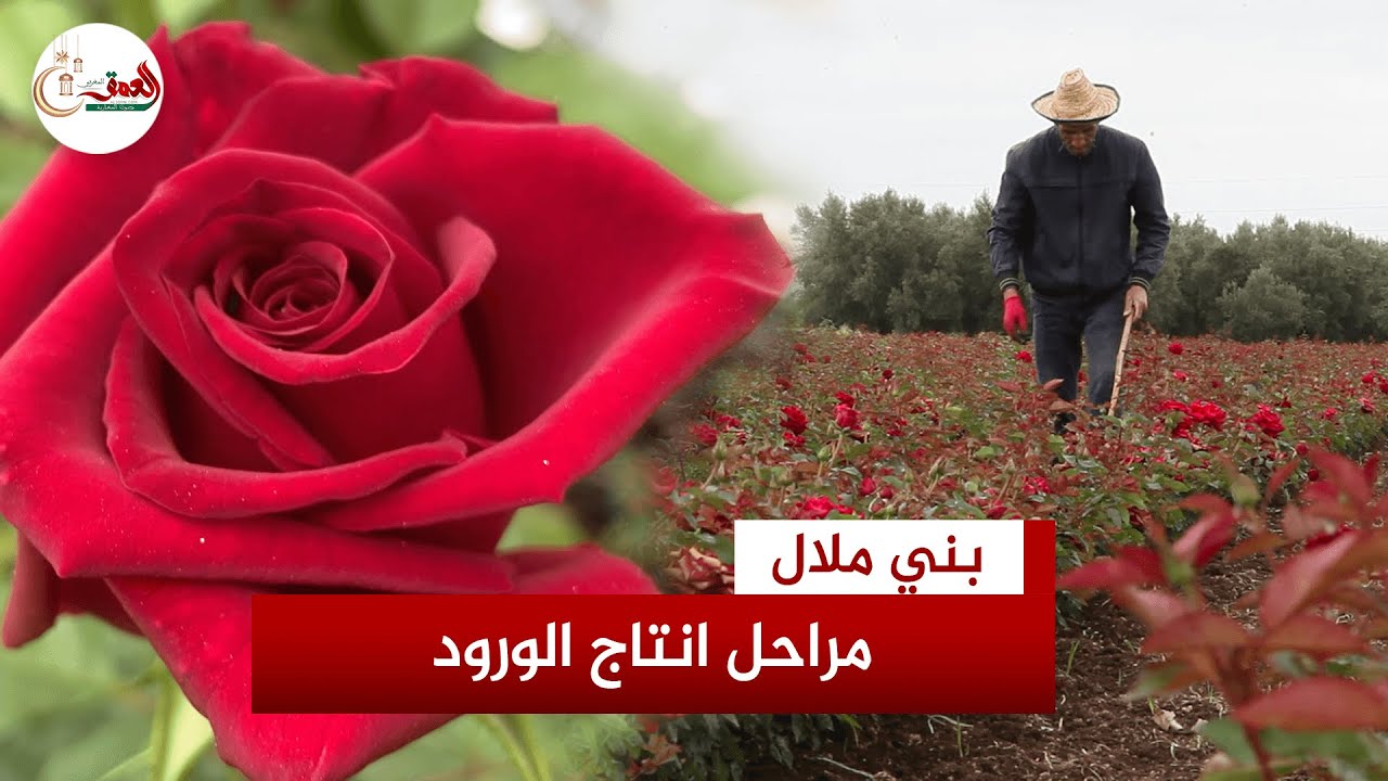 أولاد مبارك ببني ملال.. جنة يزهر فيها الورد بآلاف الأنواع ومئات الألوان تحت رعاية أنامل خبيرة