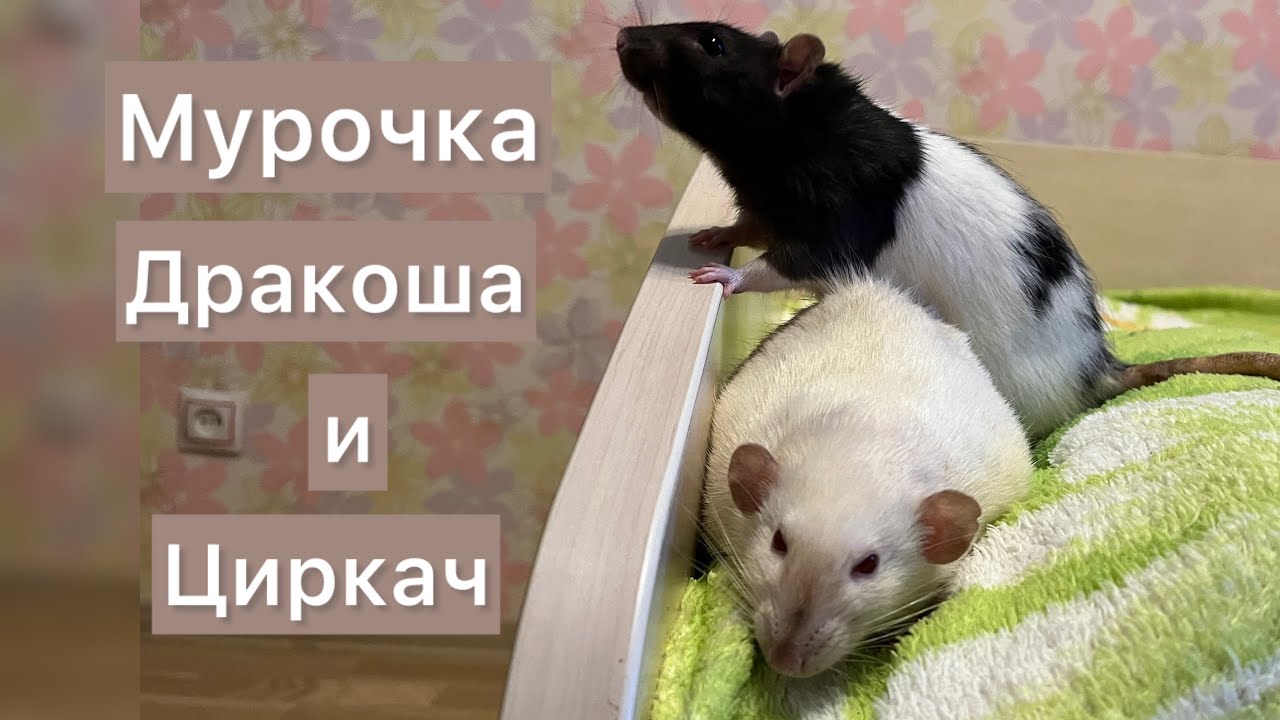Мурочка, Дракоша и Циркач. #крысы #rats 
