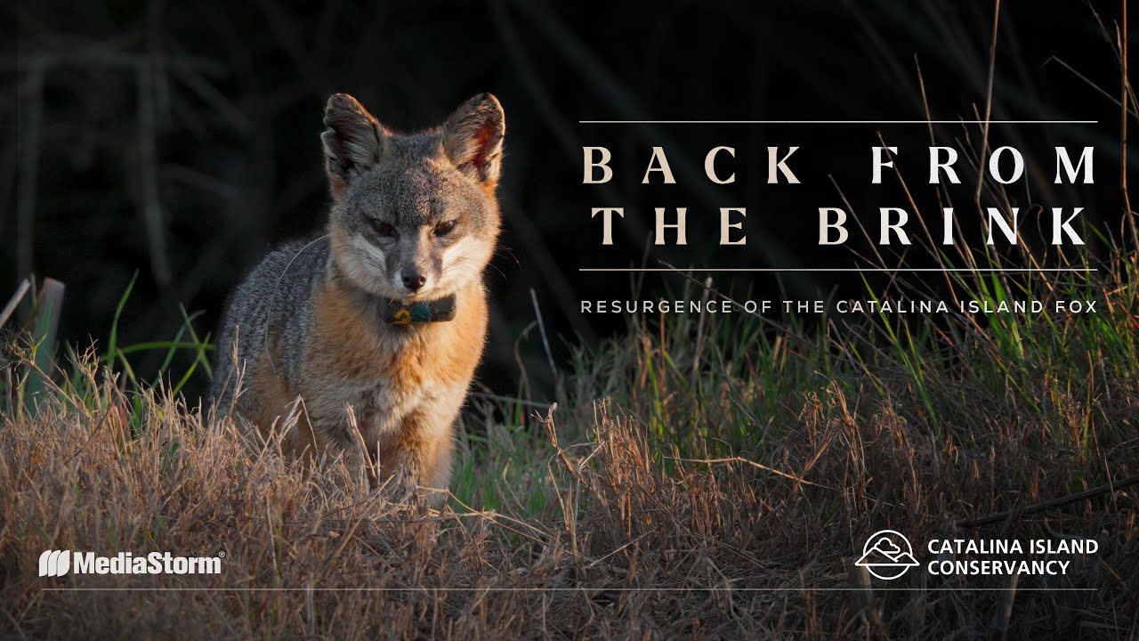 Back from the Brink: Resurgence of the Catalina Island Fox