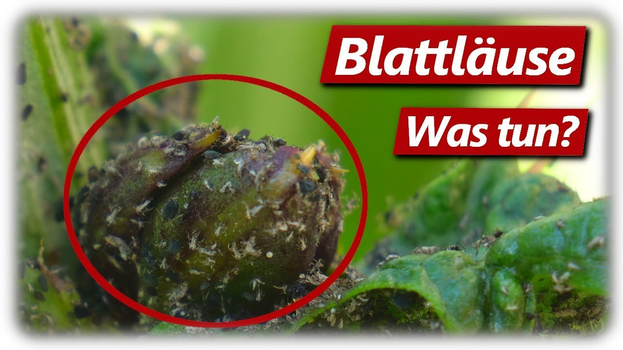 Blattläuse bekämpfen | Was hilft? Viele Hausmittel, Marienkäfer und mehr