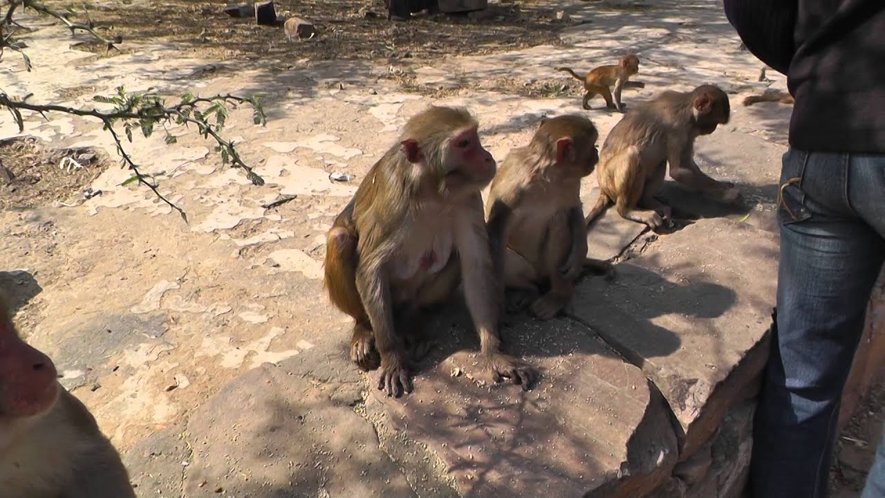 Indie. Jaipur.  Galta Ji.  Świątynia Małp. Monkey Temple. गलताजी HD