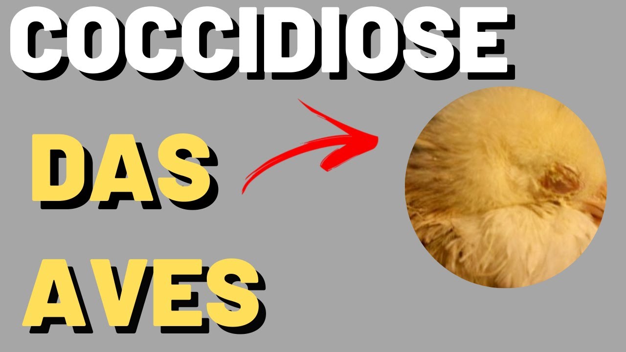 Como previnir a Coccidiose das Aves (gogo)?