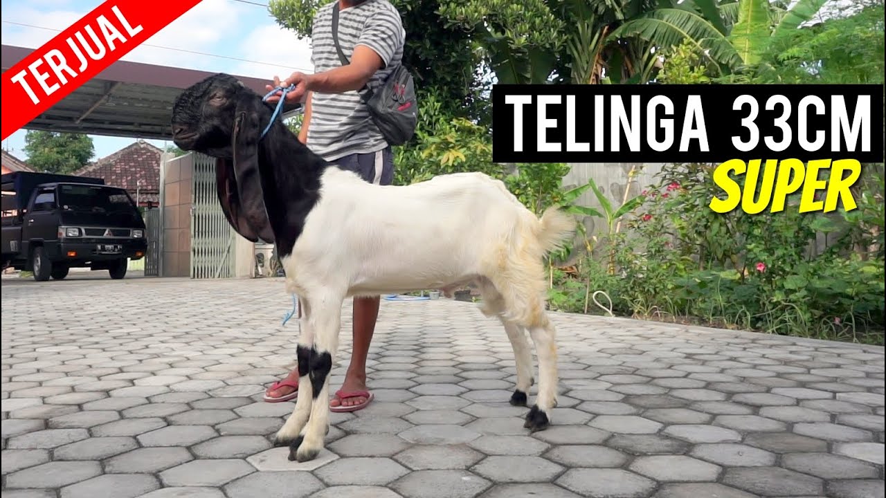 KAMBING ETAWA TELINGA PANJANG SUPER KE TEGAL