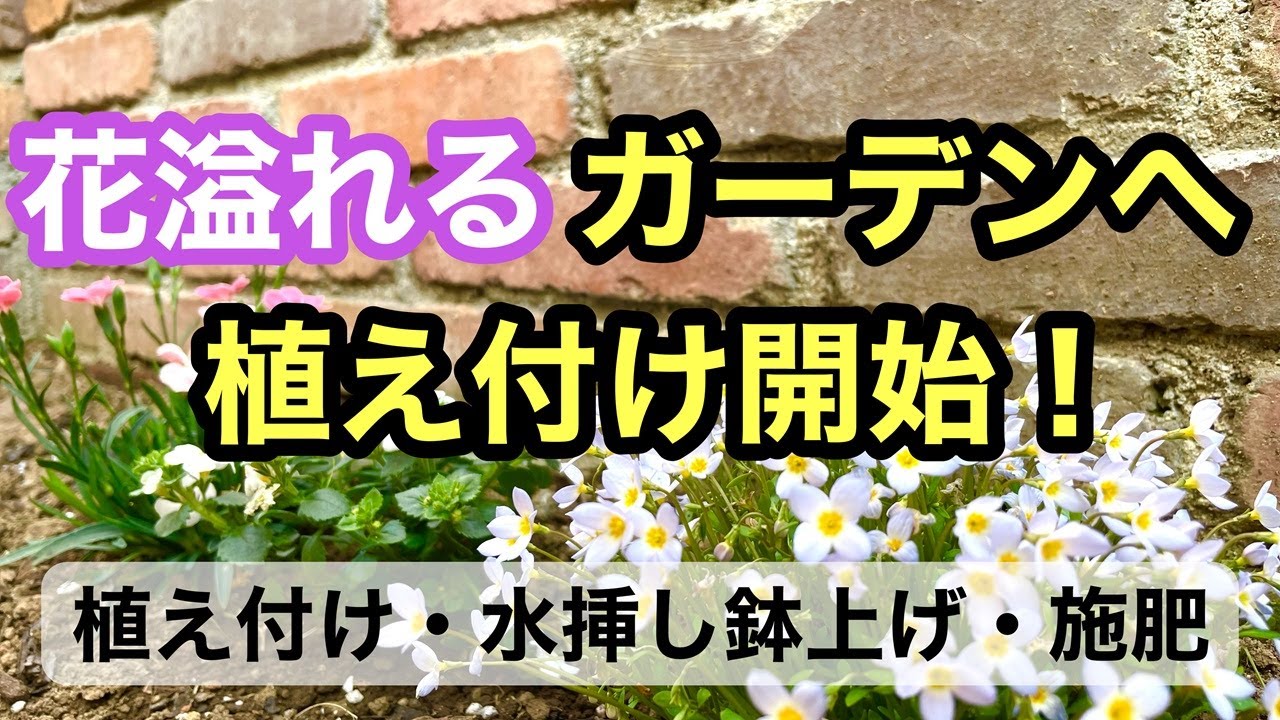 【３月のガーデニング】花一杯の季節を迎える準備。１ヶ月後の花笑うガーデンを目指して植え付けをスタートさせました。#gardening #ガーデニング #flowers #garden
