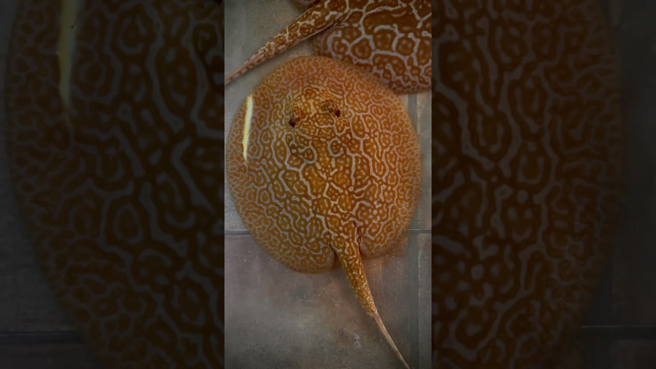 Potamotrygon Marinae Albino #stingray #ray #fish #aquariumfish #aquarium #tropicalfish #animals