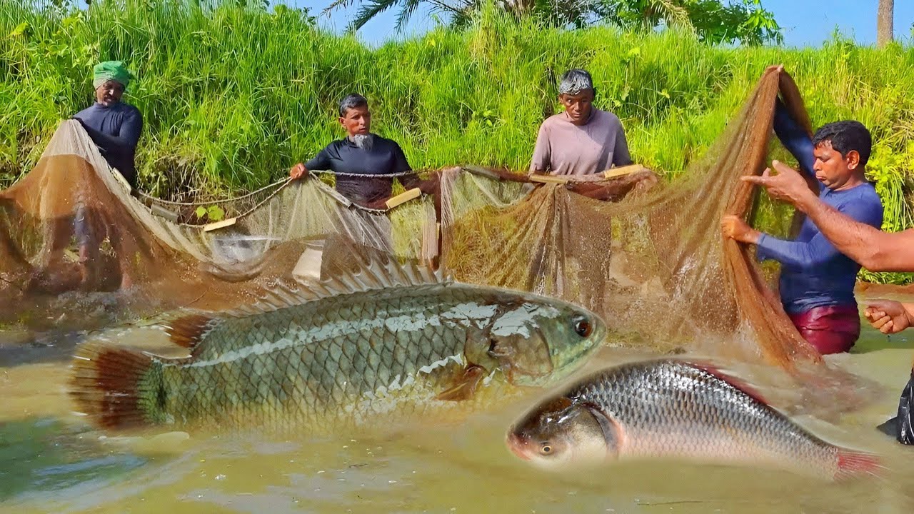 Amazing Fishing Video || Shocking River Fishing! Big Net Catch in Canal ||  Big fishing