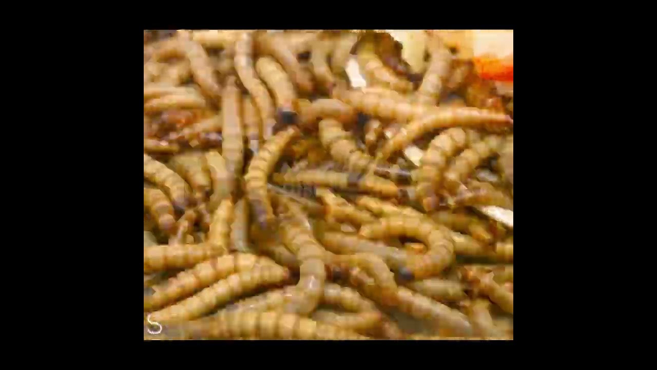 Worms Vs Pizza 🍕🔥 #mealwormtimelapses #mealworms