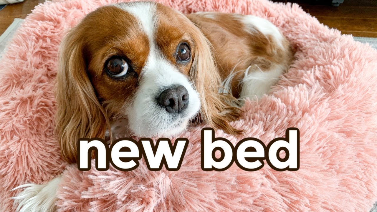 BACK TO THE OFFICE AND NEW BED! // Cavalier King Charles Vlog